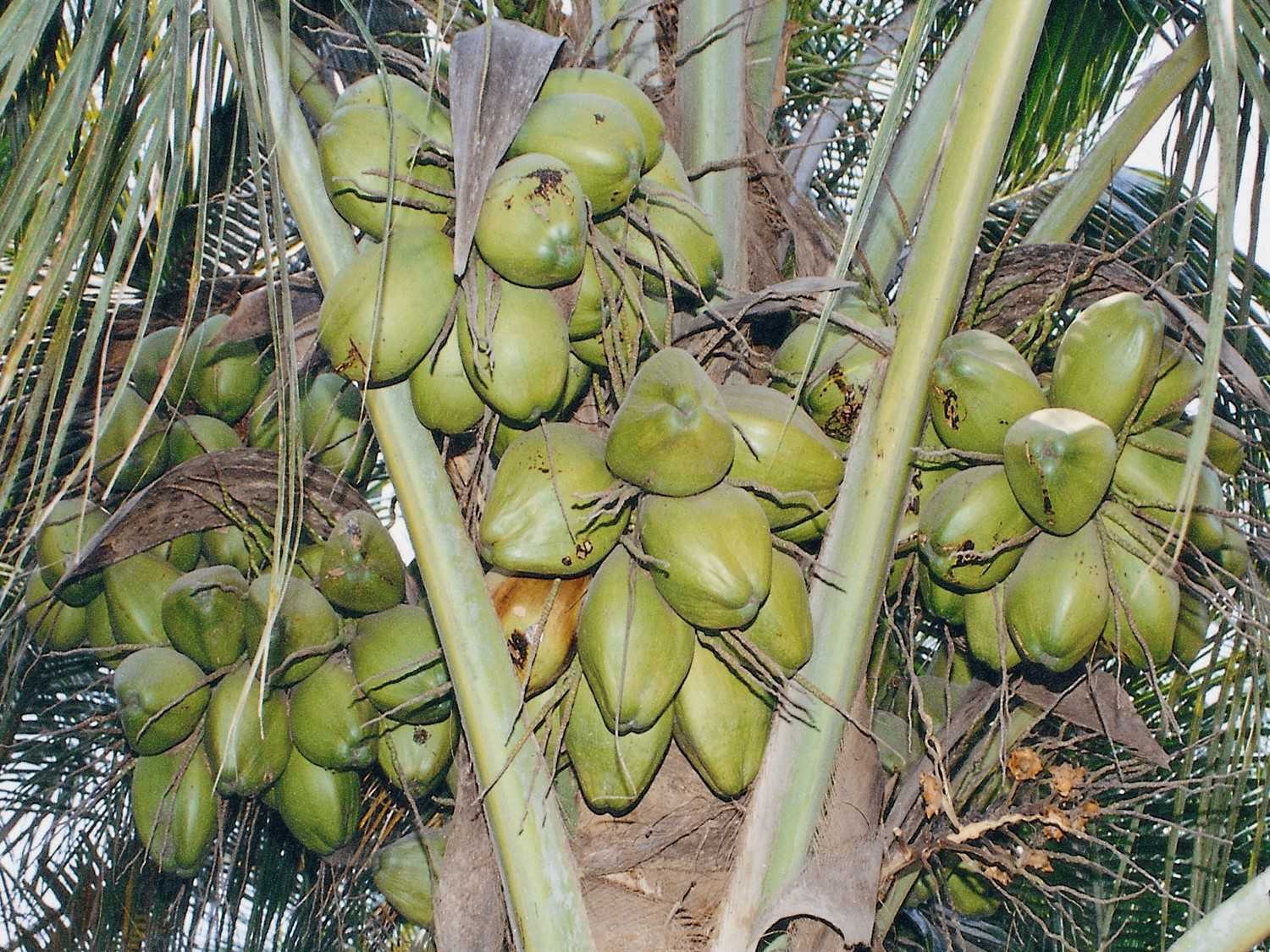 Sanghvai farm (1987)