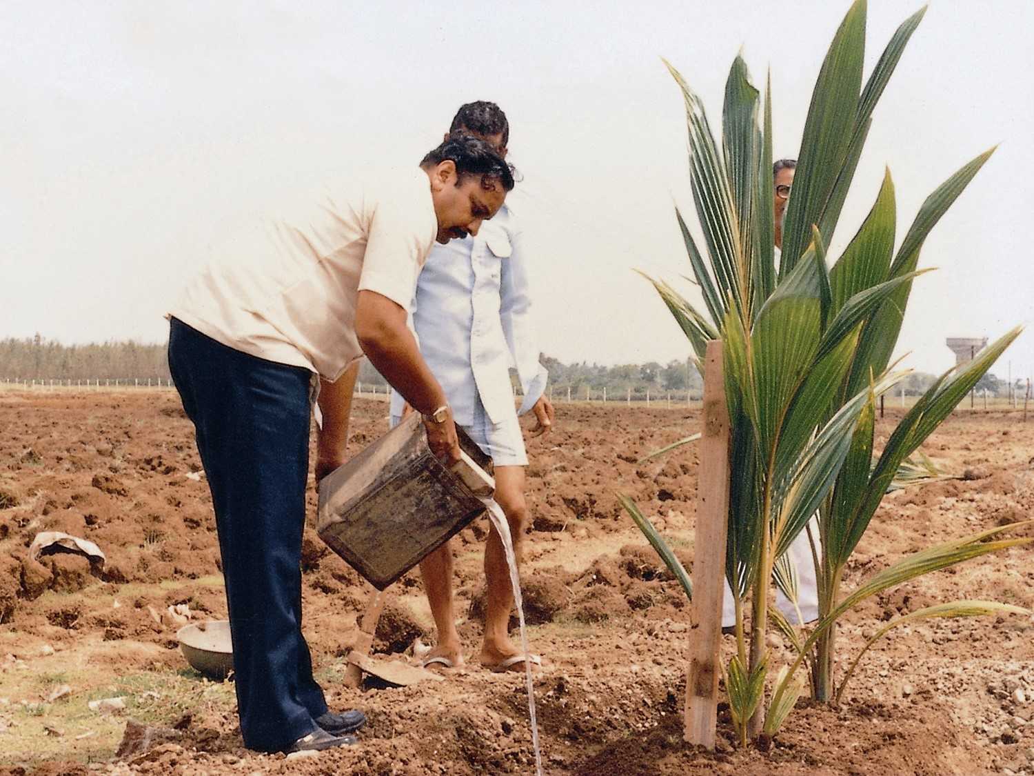 New Way of Coconut Plantation