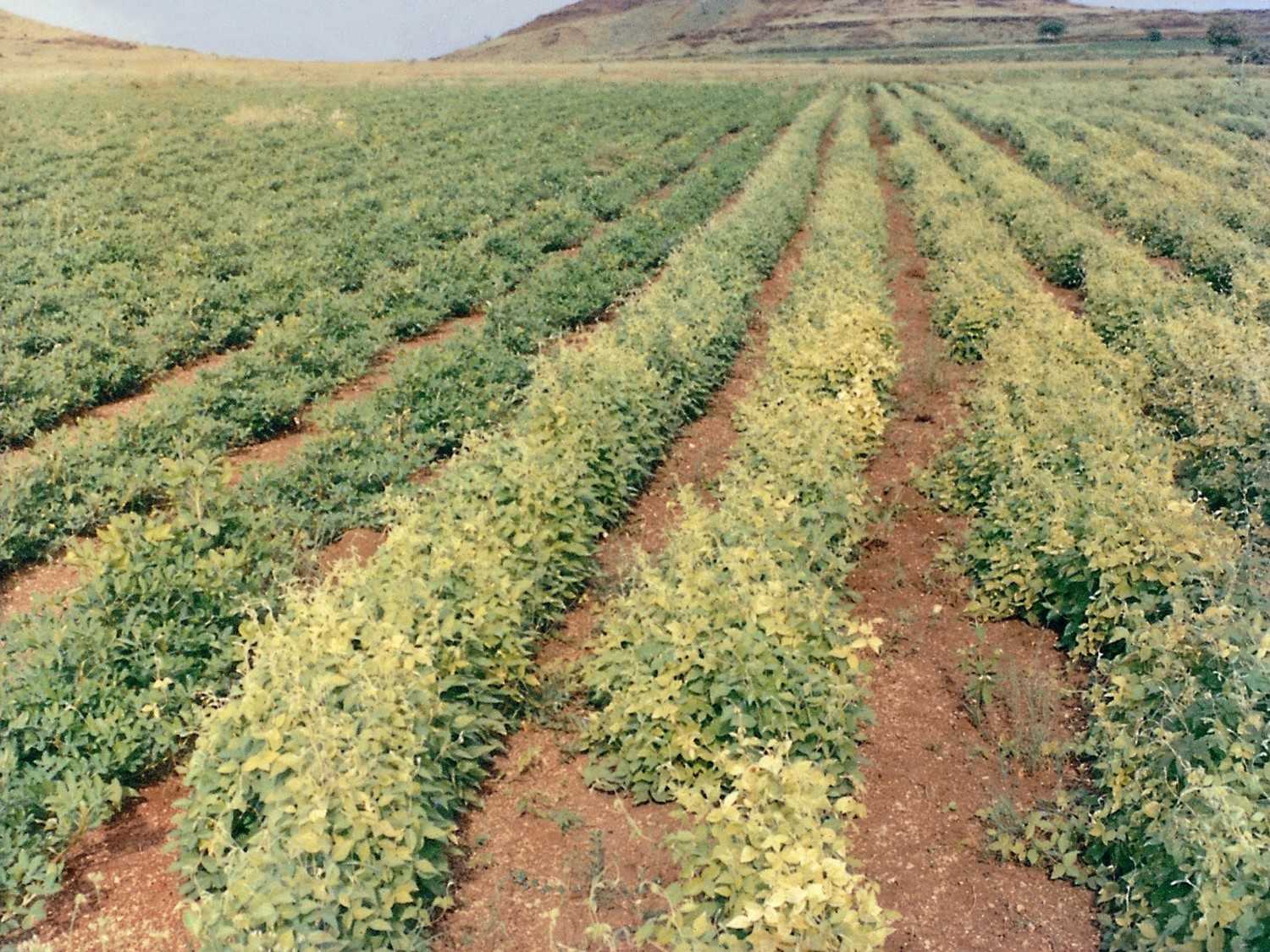 Rajkot Peanuts Plantaion