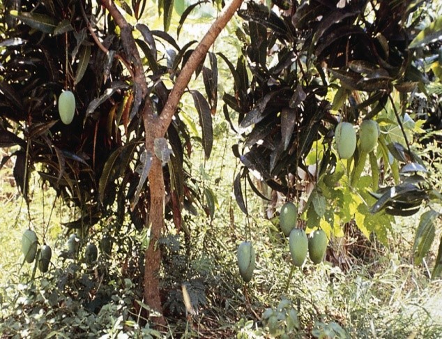 Mango Production only once in Six months