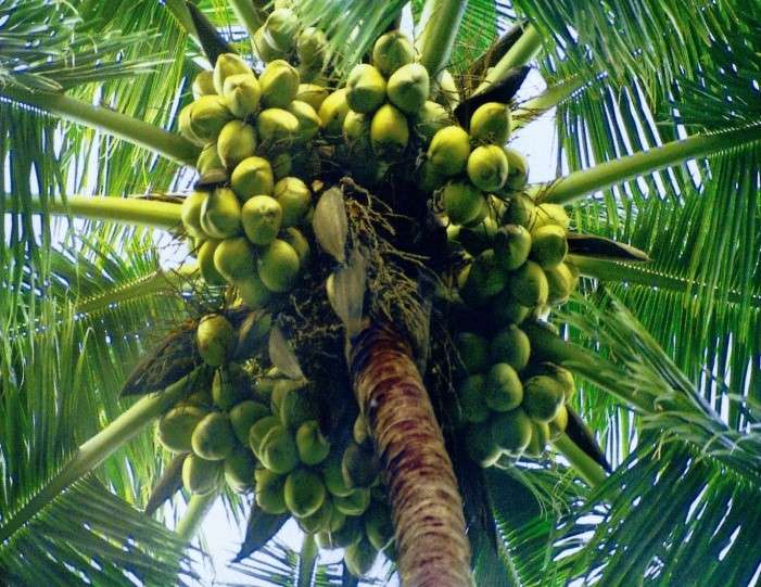 World Highest Production of Coconut with Zero Input