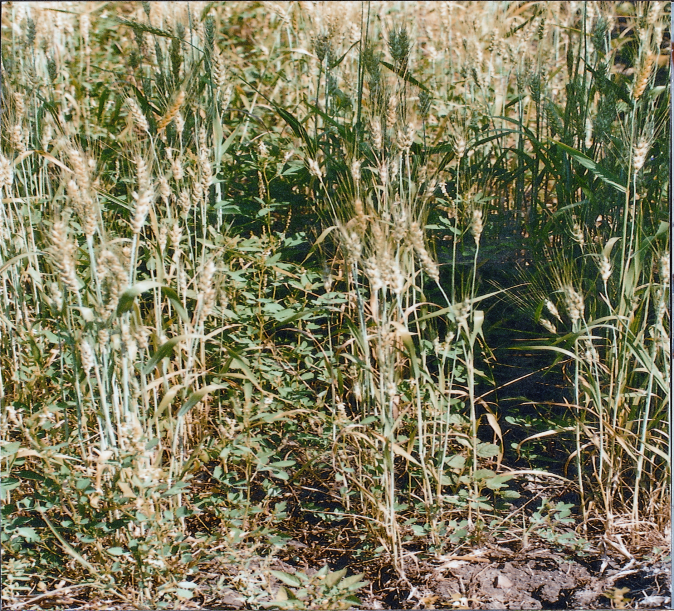 With the Crop, Weeds and Grass are Blessings